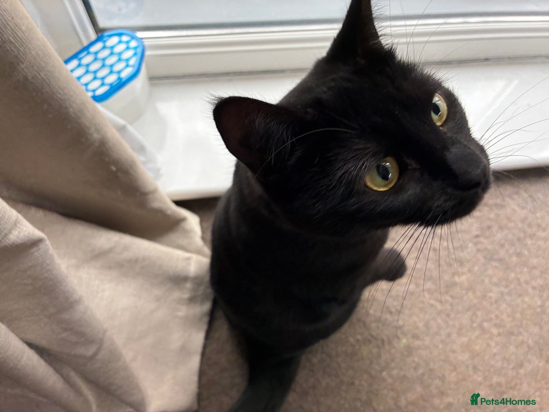 Mixed Breed cats for sale: Black Female Cat  - Advert 3