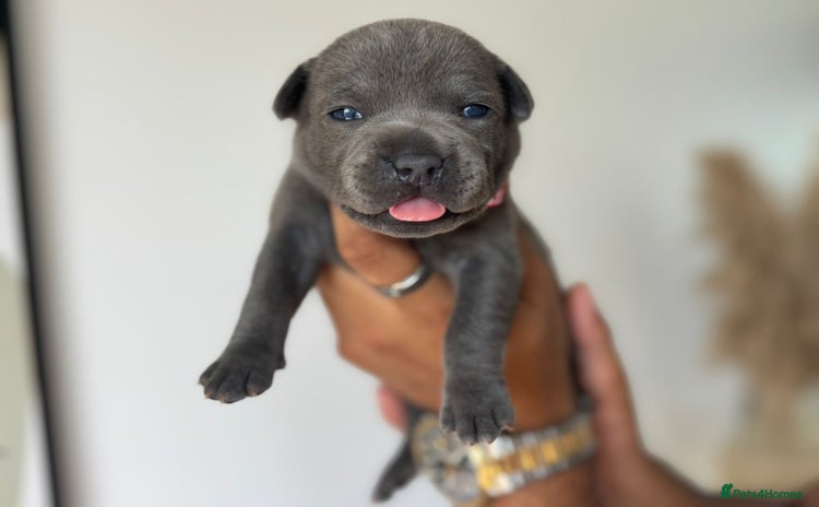 Staffordshire Bull Terrier dogs - Advert 3
