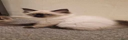Ragdoll cats for sale: 3 gorges seal point ragdolls - Advert 2