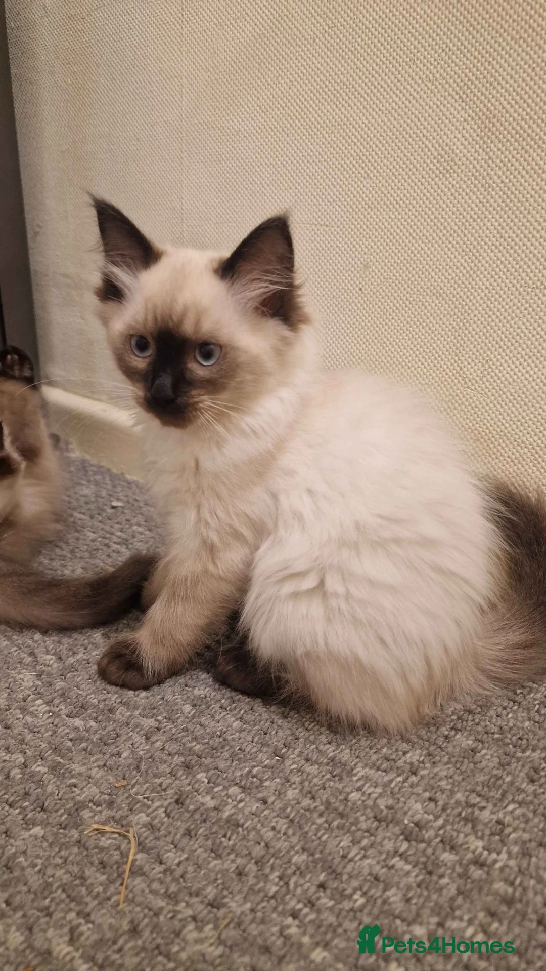Ragdoll cats for sale: 3 gorges seal point ragdolls - Advert 2