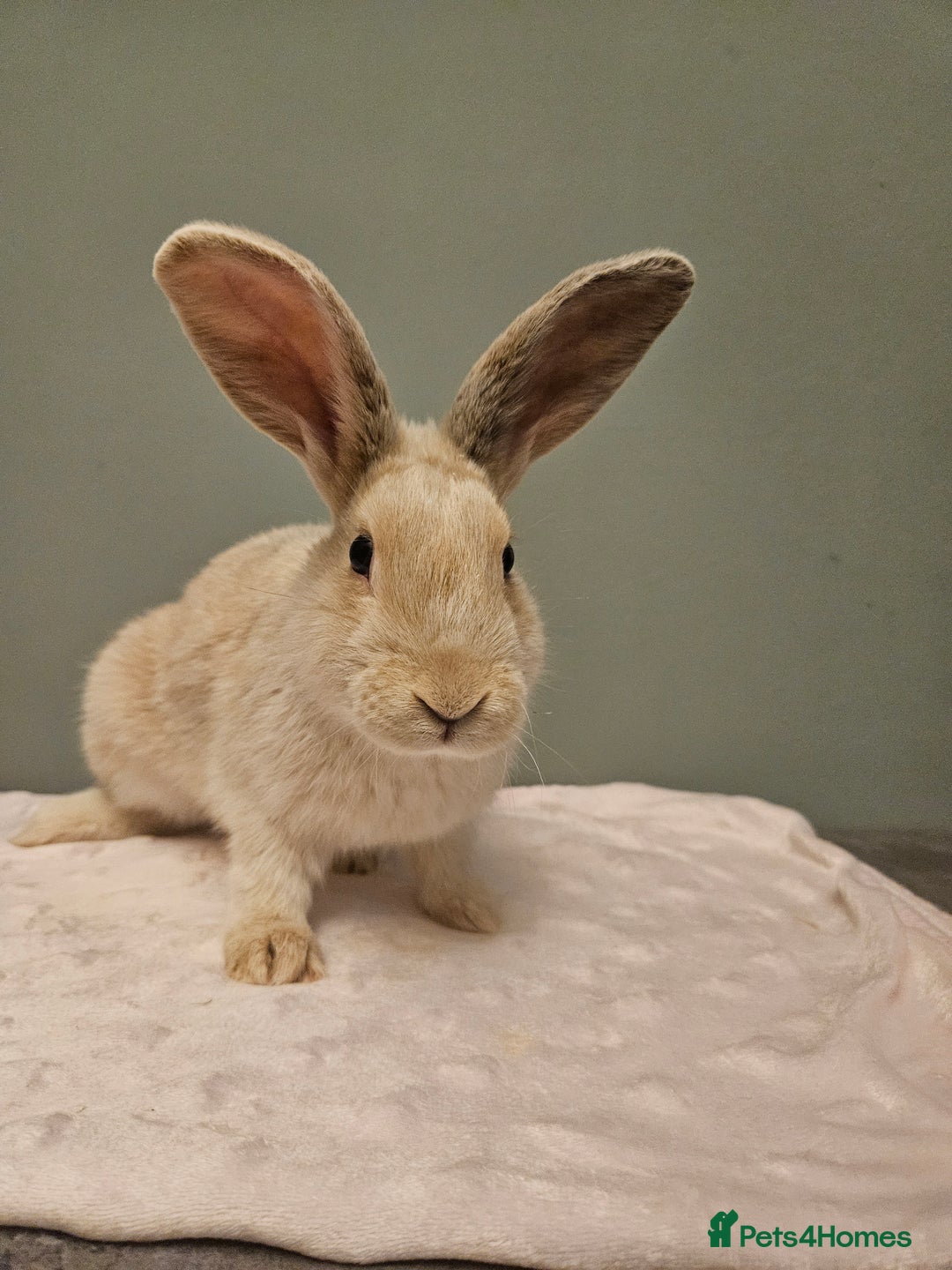 Mixed Breed rabbits for sale: Flemish Giant x buck ** last one left** - Advert 2