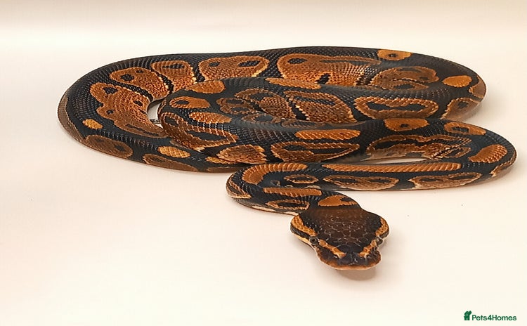 Python Snake reptiles - Advert 1