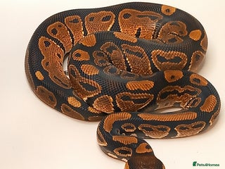 Python Snake reptiles for sale - Advert 1