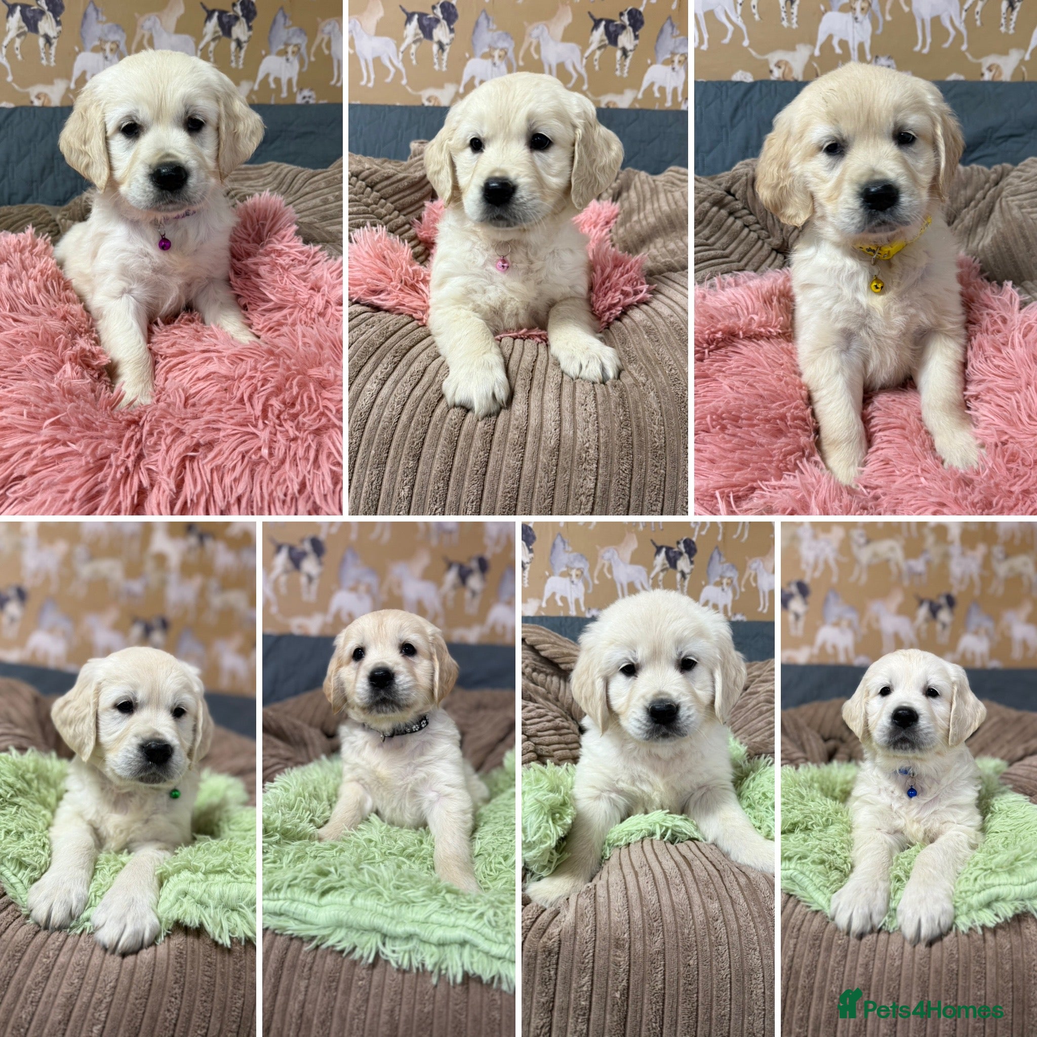 Golden Retriever dogs Kc registered DNA clear Golden Retriever Puppies - Advert 13