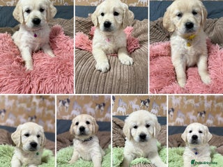 Golden Retriever dogs Kc registered DNA clear Golden Retriever Puppies - Advert 13