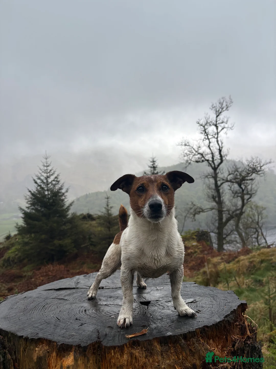 Jack Russell dogs for stud: Jack Russel stud  - Advert 1