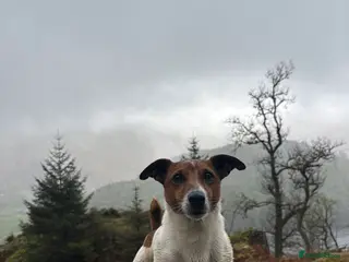 Jack Russell dogs Jack Russel stud - Advert 1