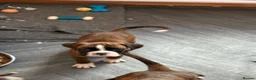 Boxer dogs for sale: boxer puppies for sale ***READY TO LEAVE NOW*** - Advert 18