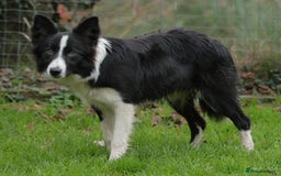Border Collie dogs for sale: Lovely 7 month old female border collie - Advert 3