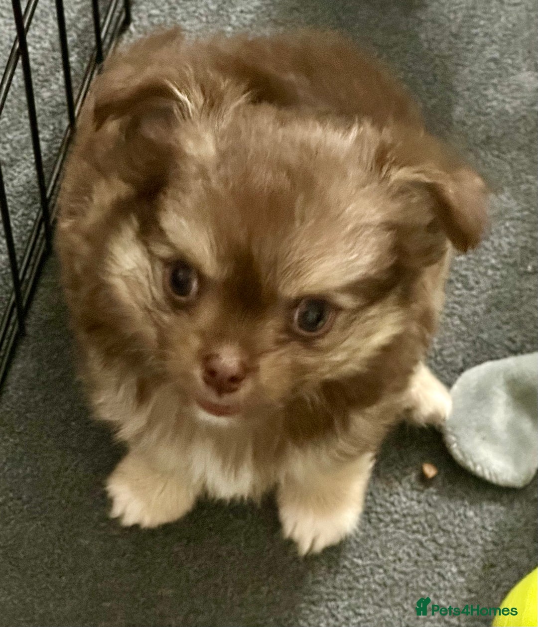 Chihuahua dogs for sale: Stunning KC registered long coat chihuahuas boys - Image 7