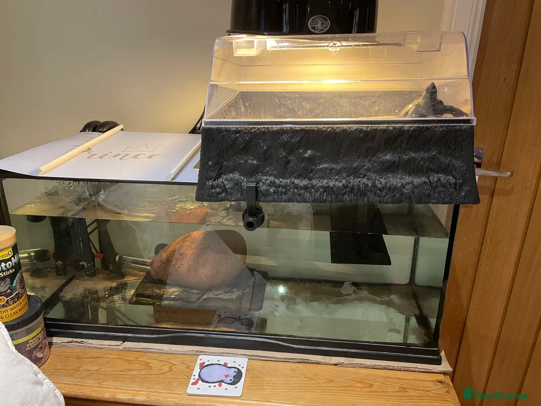 Turtle reptiles for sale: 2 Reeves Turtles & Complete set up for Sale - Advert 6