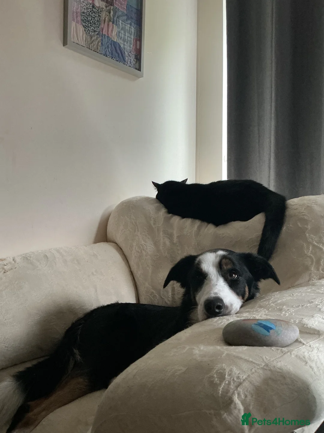 Mixed Breed dogs for sale: Henry in Hull - Advert 2