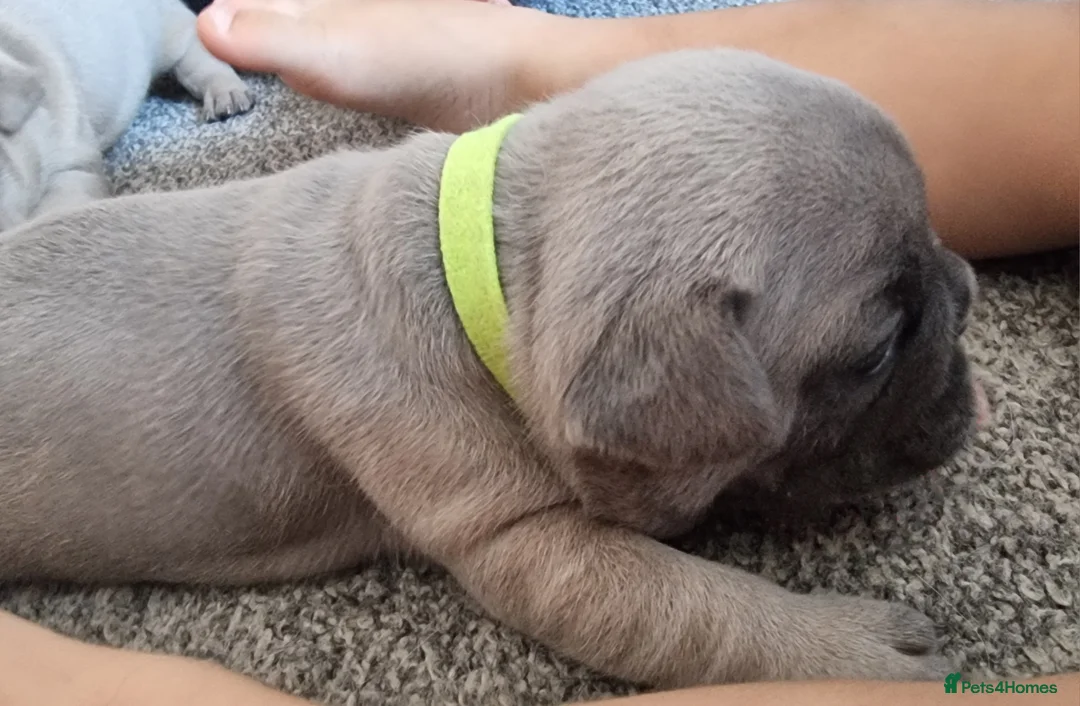 French Bulldog dogs for sale: Beautiful litter of 4 French bulldog - Advert 2