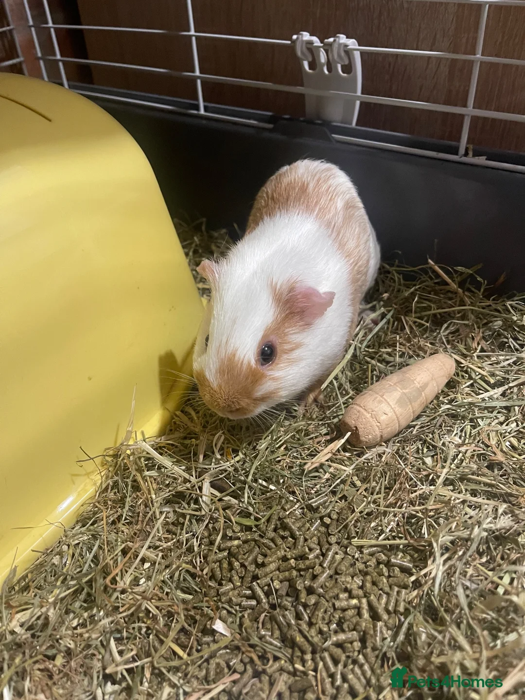 Guinea Pig rodents for sale: 2 young guinea pigs  in Brierley Hill - Advert 2