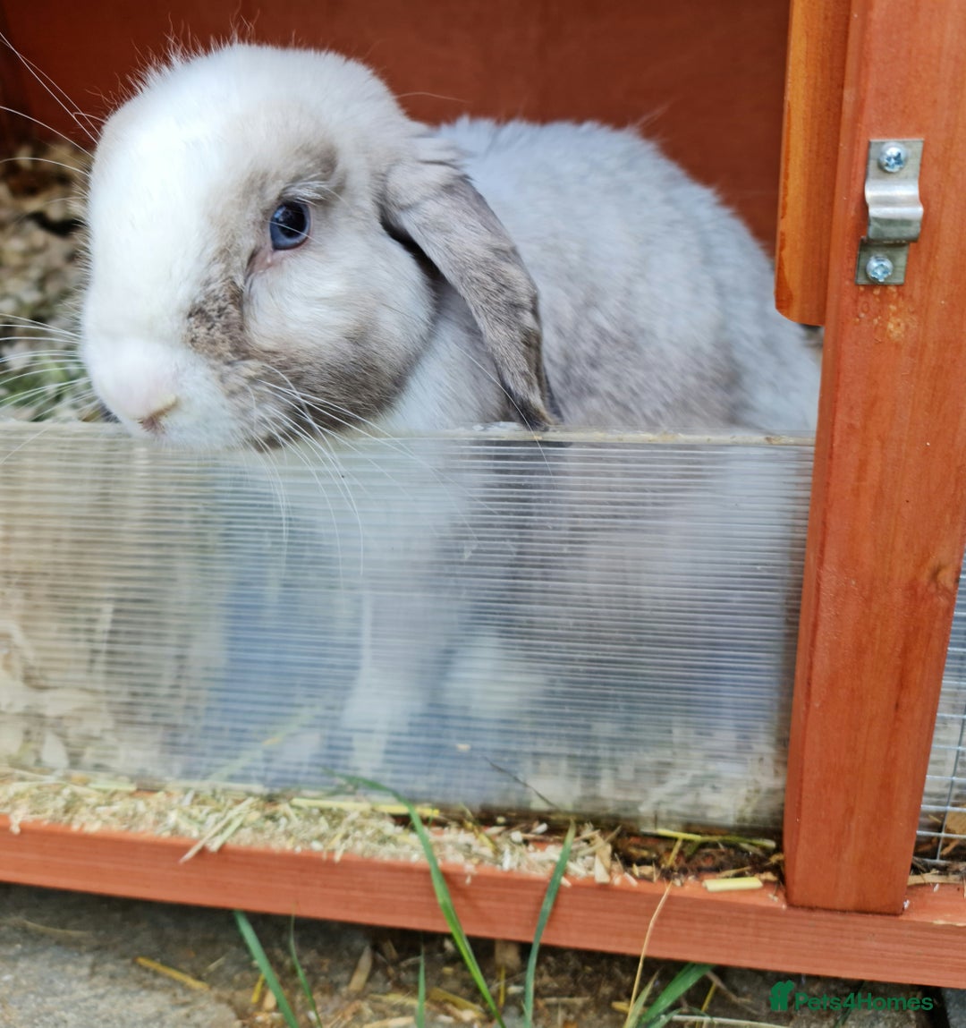 Mini Lop rabbits for sale: Stunning mini lop blue eyed young doe - Image 2