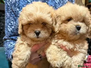 Mixed Breed dogs Peekapoo puppies, mum pekingese and dad a poodle. - Advert 2