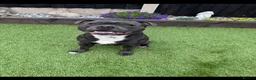 Staffordshire Bull Terrier dogs for stud: ZIGGY AVAILABLE FOR STUD HANDSOME PEDIGREE SBT in Nottingham - Advert 2