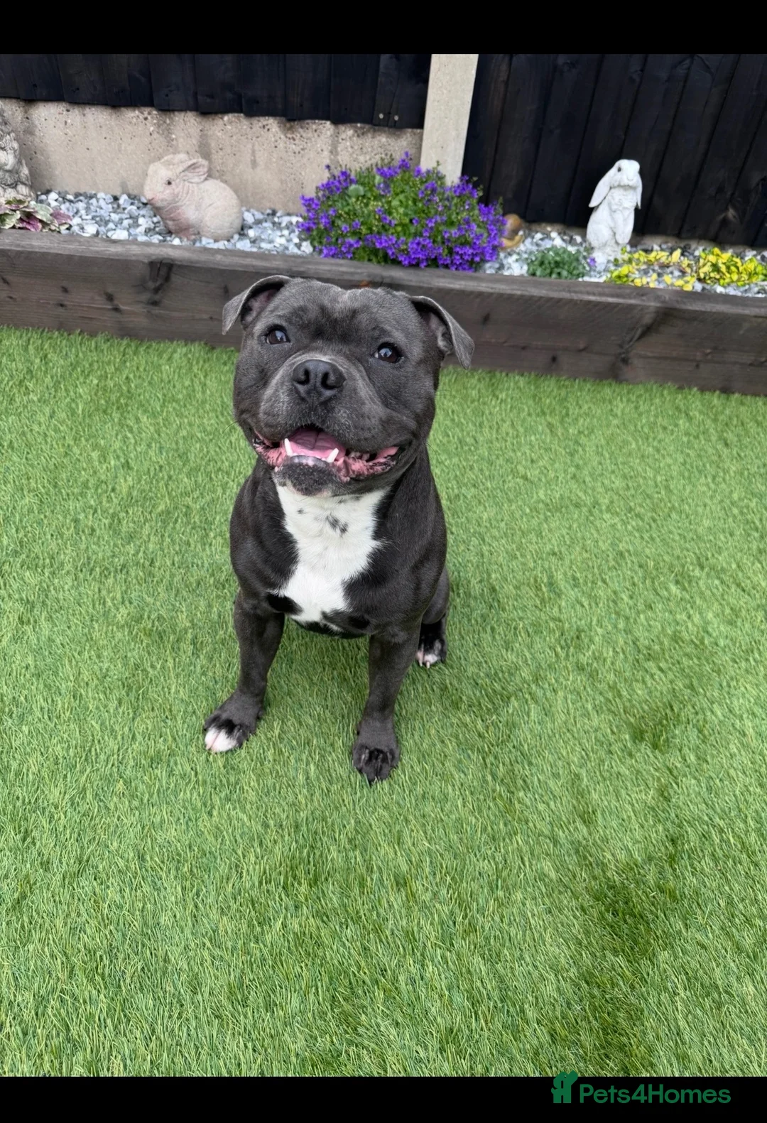 Staffordshire Bull Terrier dogs for stud: ZIGGY AVAILABLE FOR STUD HANDSOME PEDIGREE SBT in Nottingham - Advert 2