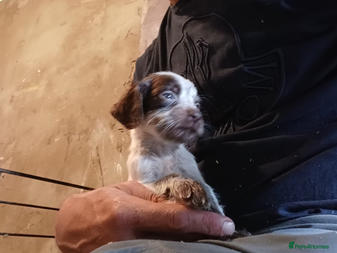 Cocker Spaniel dogs for sale: Working cocker spaniel  - Image 14