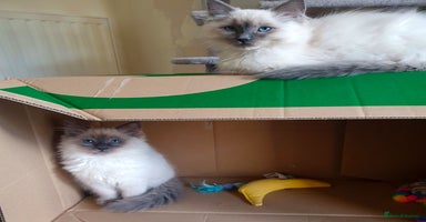 Ragdoll cats Stunning Adult Ragdoll and Kittens available!  - Advert 4