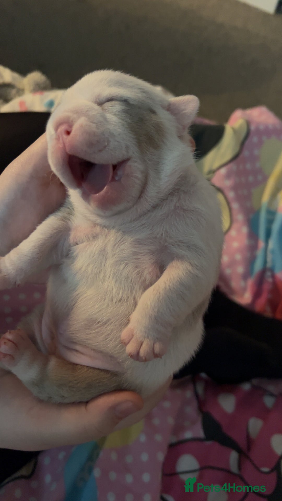 English Bulldog dogs for sale: Beautiful English bulldog puppies ***10/10DNA - Image 7