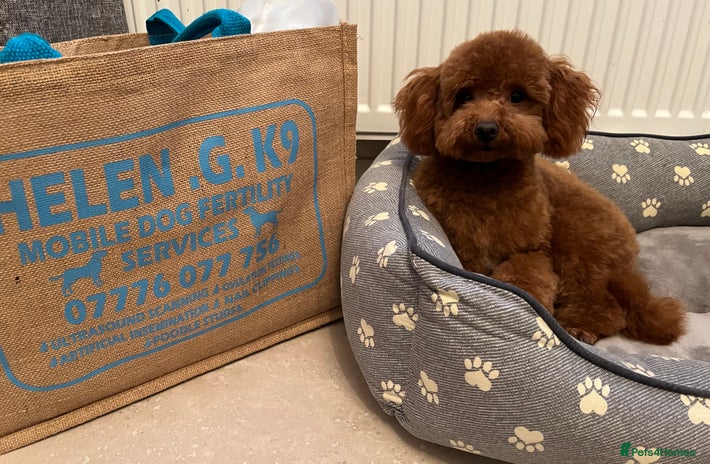 Toy Poodle dogs in Newcastle - Advert 1