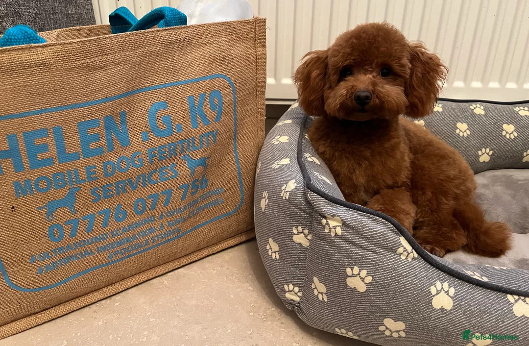 Toy Poodle dogs for stud: Superb KC Reg Toy Poodle in Newcastle - Advert 1