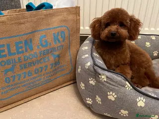 Toy Poodle dogs Superb KC Reg Toy Poodle in Newcastle - Advert 17