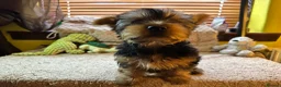 Australian Silky Terrier dogs for sale: KCRegistered Australian Silky Terrier Puppies - Advert 16