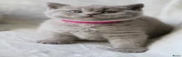 British Shorthair cats for sale: GCCF British Shorthair Kittens  - Advert 9