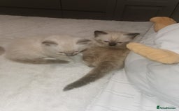 Ragdoll cats for sale: Ragdoll kittens - Image 6
