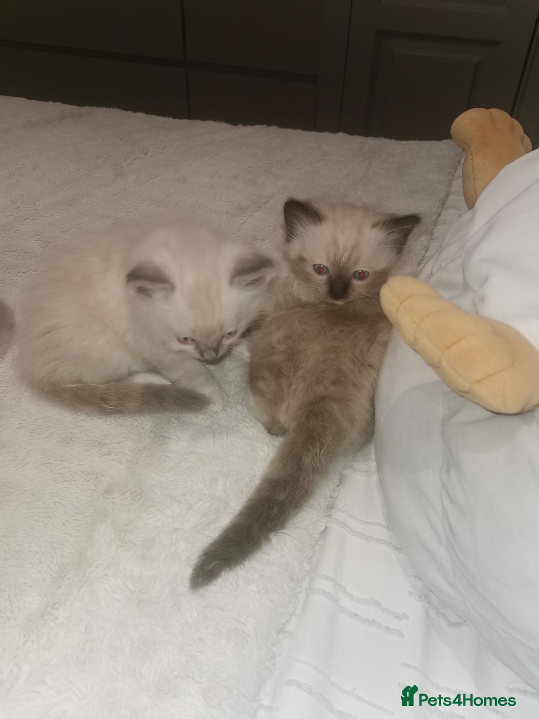 Ragdoll cats for sale: Ragdoll kittens - Image 6