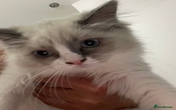 Ragdoll cats for sale: Seal point pedigree Ragdoll  - Image 5