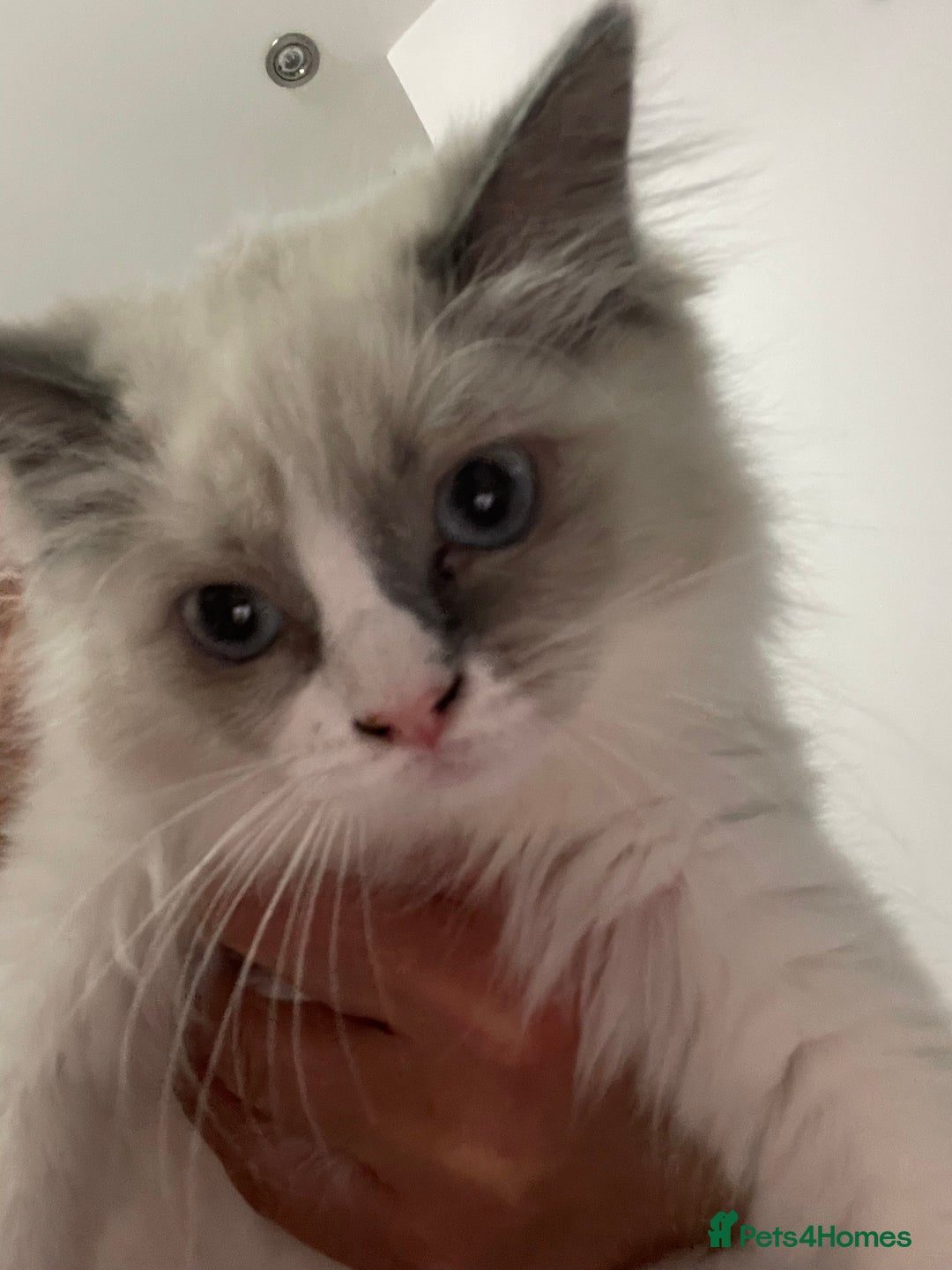 Ragdoll cats for sale: Seal point pedigree Ragdoll  - Image 5
