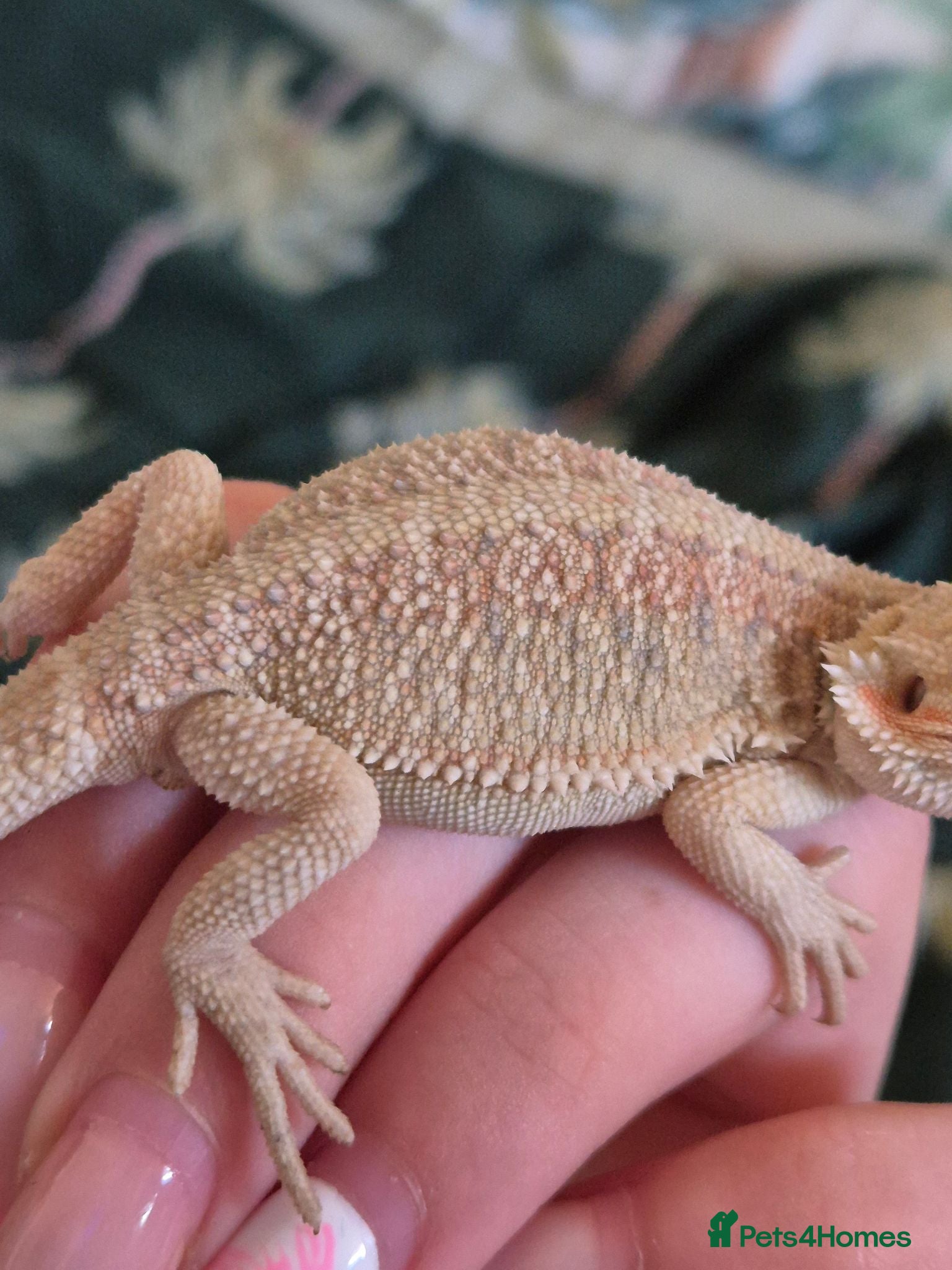 Bearded Dragon reptiles 100% Het Zero Hypo Bearded Dragon baby - Advert 1
