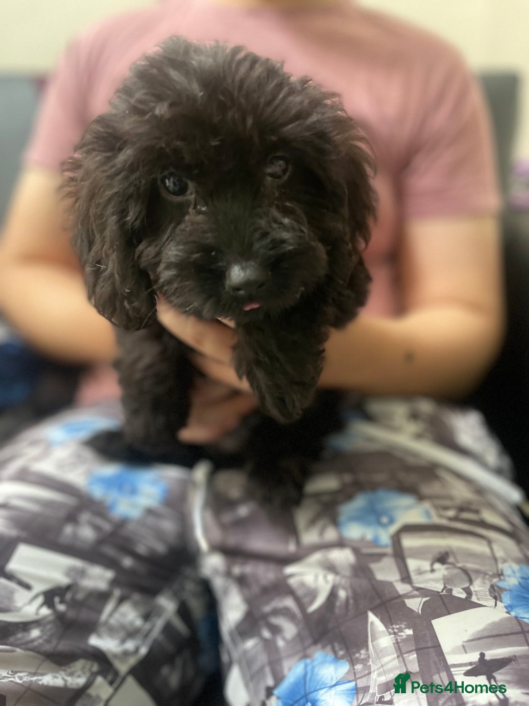 Maltipoo dogs for sale: Beautiful Maltipoo Girl  - Image 3