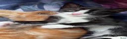 Domestic Shorthair cats for sale: Black and white kitten - Advert 5