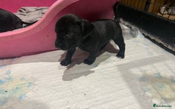 Mixed Breed dogs for sale: Patterdale terrier x cocker spaniel puppy’s  - Advert 10