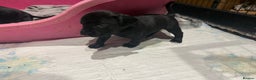 Mixed Breed dogs for sale: Patterdale terrier x cocker spaniel puppy’s  - Advert 10