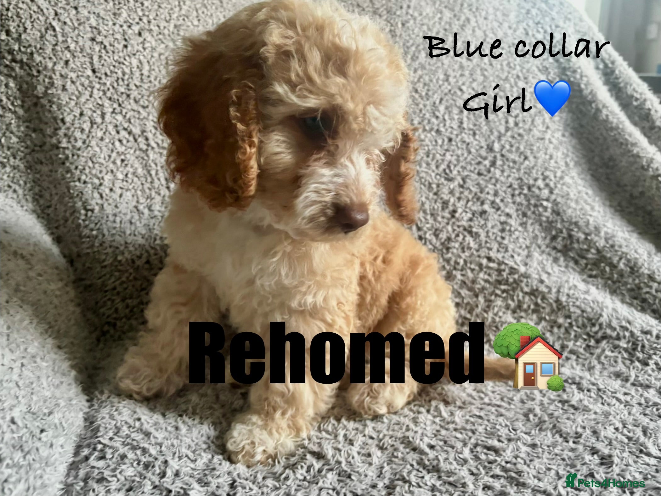 Cockapoo dogs 🐾 Stunning Litter of 8 Cockapoo Puppies! 🐾 - Advert 2