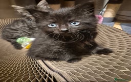 Mixed Breed cats for sale: 5 beautiful kittens  - Image 4