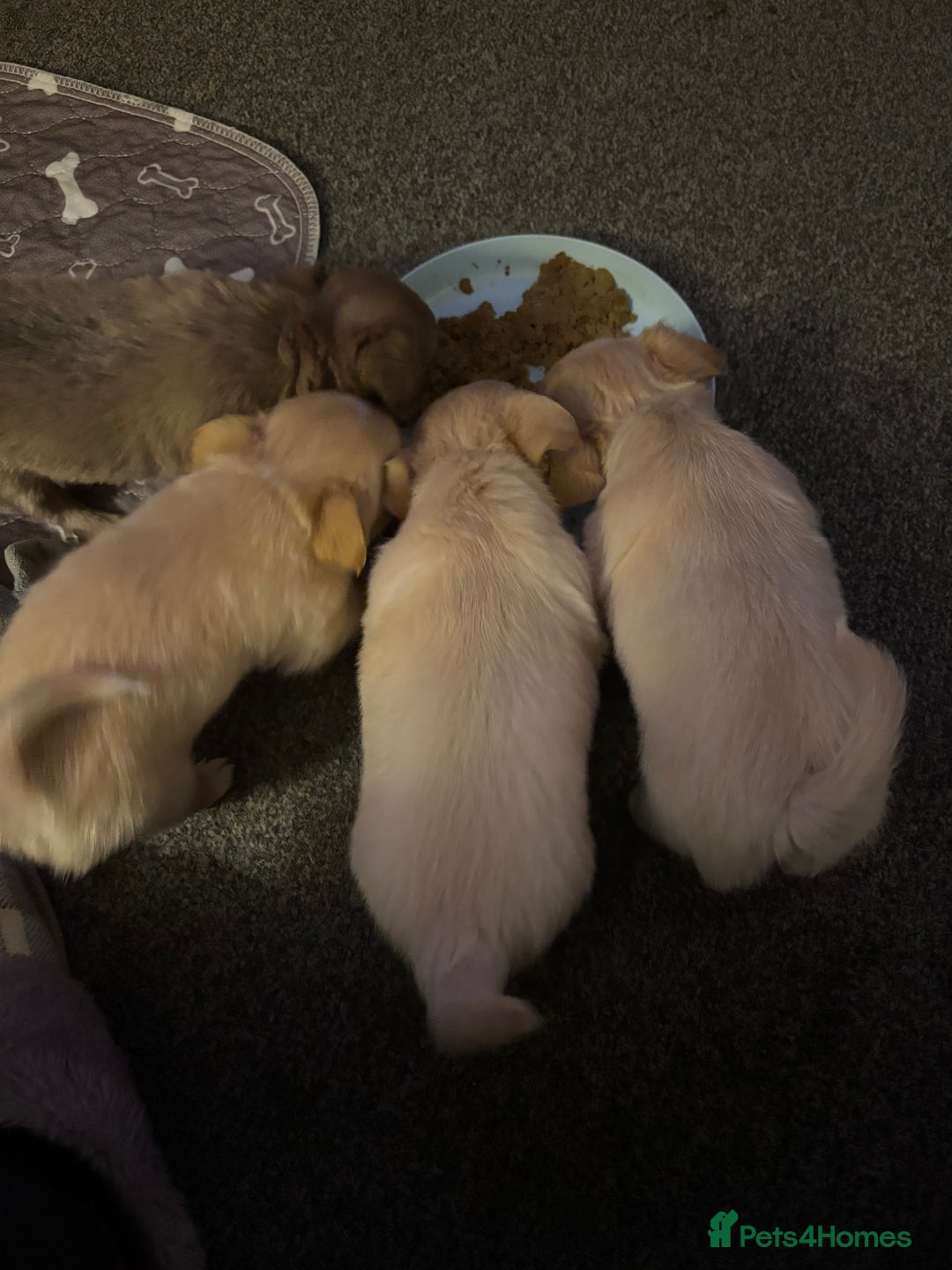 Chihuahua dogs for sale: KC Registered Chihuahua puppies available  - Advert 5