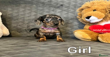 Miniature Dachshund dogs - Advert 10