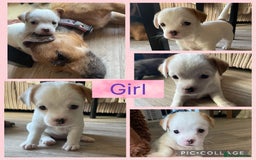 Mixed Breed dogs for sale: 🐶 Beautiful Jack x Chihuahua puppy’s 🐶 - Image 2