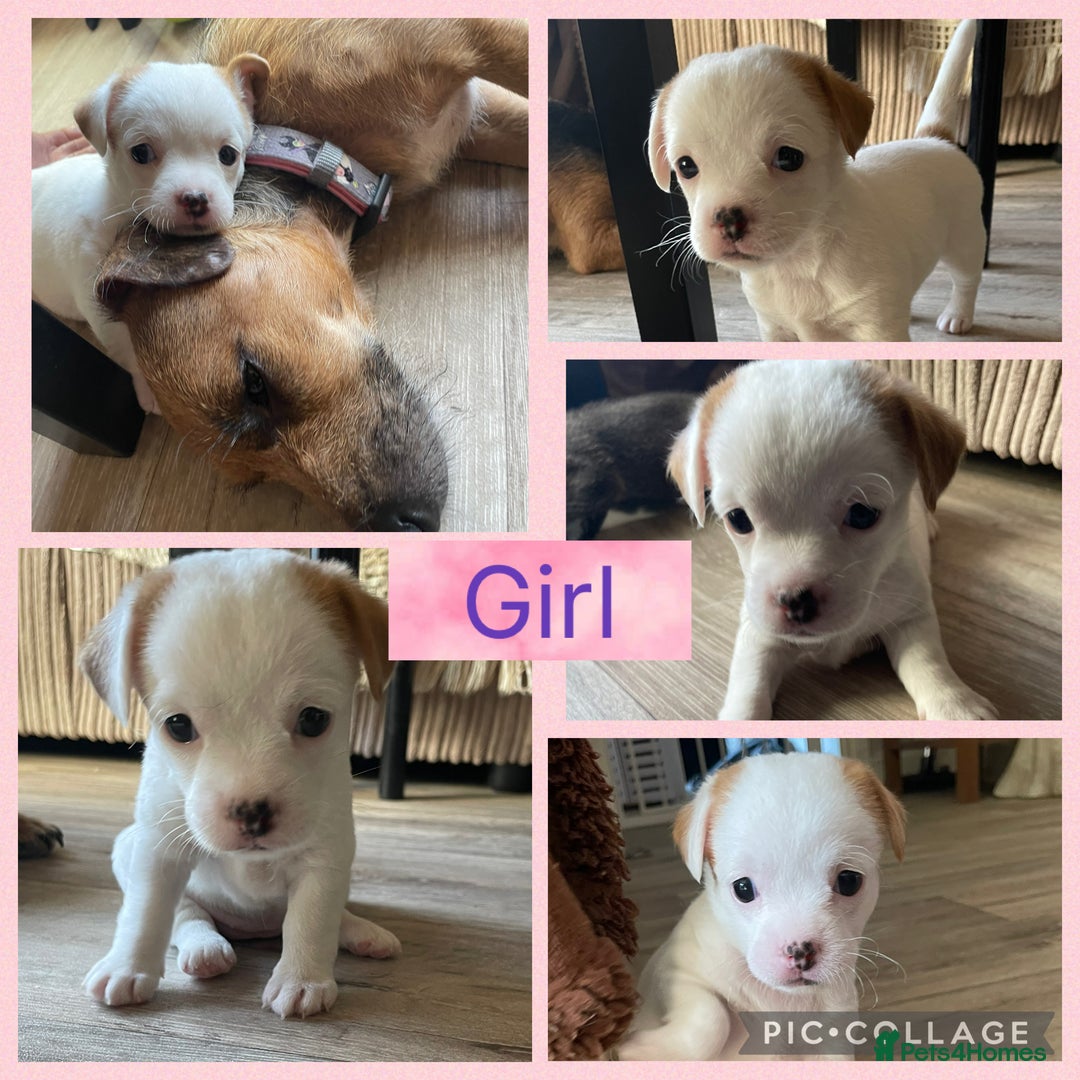 Mixed Breed dogs for sale: 🐶 Beautiful Jack x Chihuahua puppy’s 🐶 - Image 2