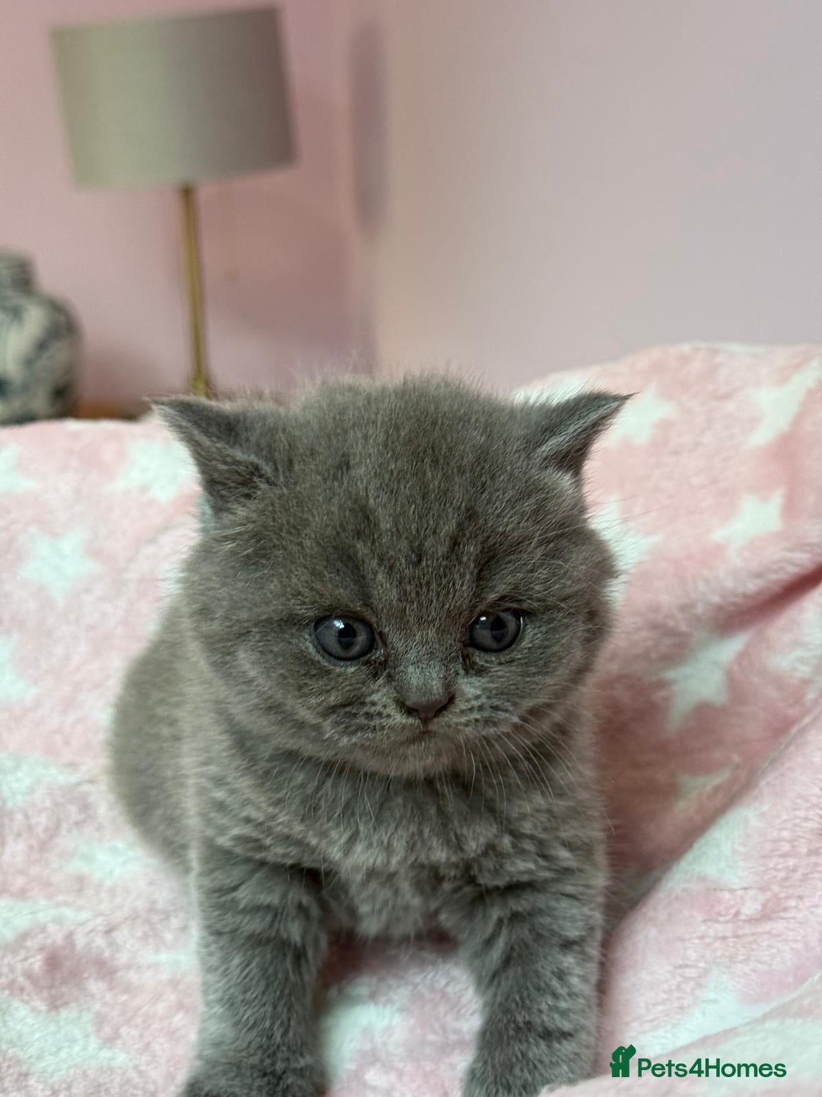 British Shorthair cats Pedigree British Shorthairs - Advert 2