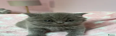 British Shorthair 1