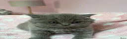British Shorthair cats for sale: Pedigree British Shorthairs - Advert 2