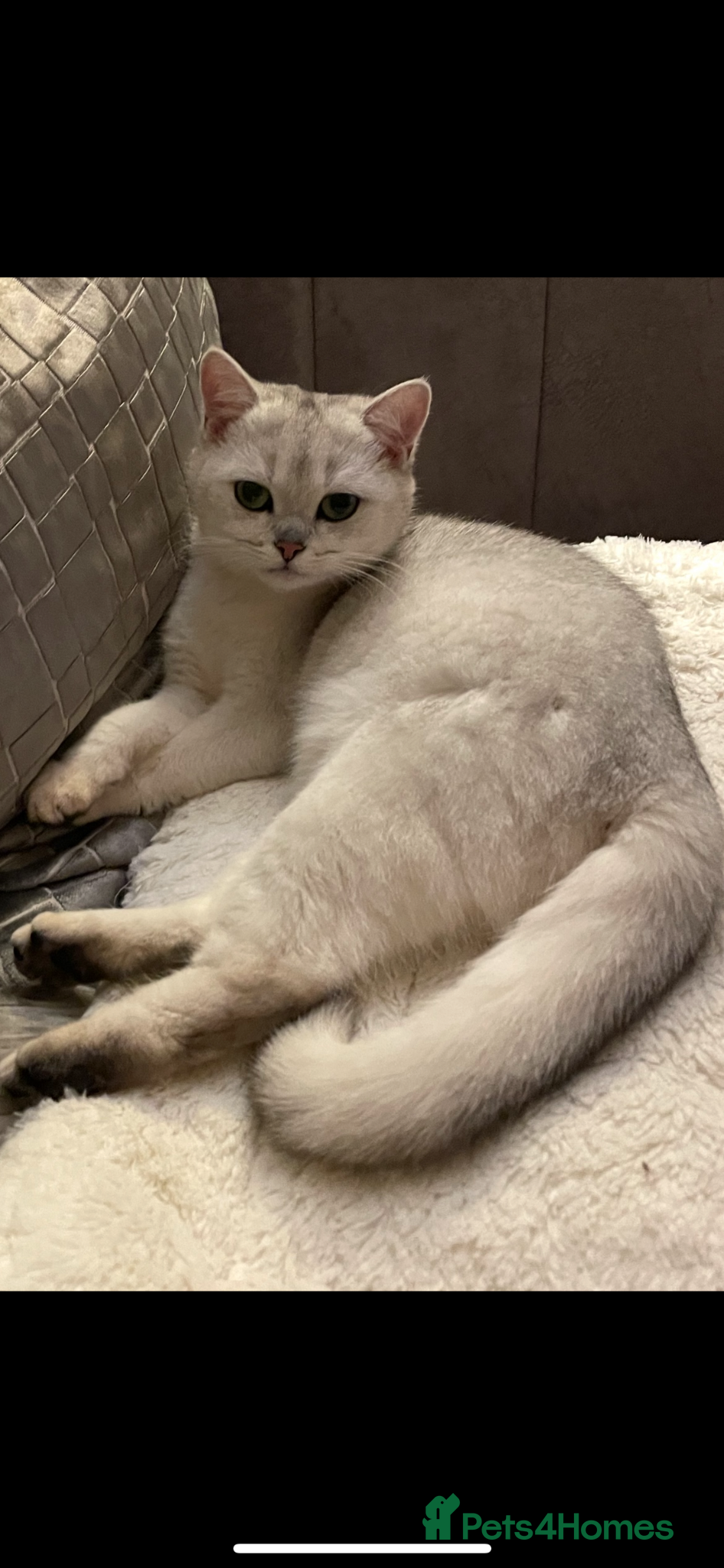 British Shorthair cats Beautiful Black Silver Tipped girl  - Advert 1