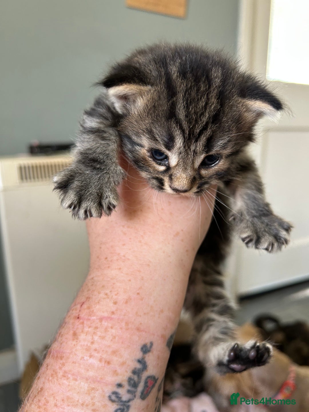 Mixed Breed cats for sale: Kittens tabby - Image 10